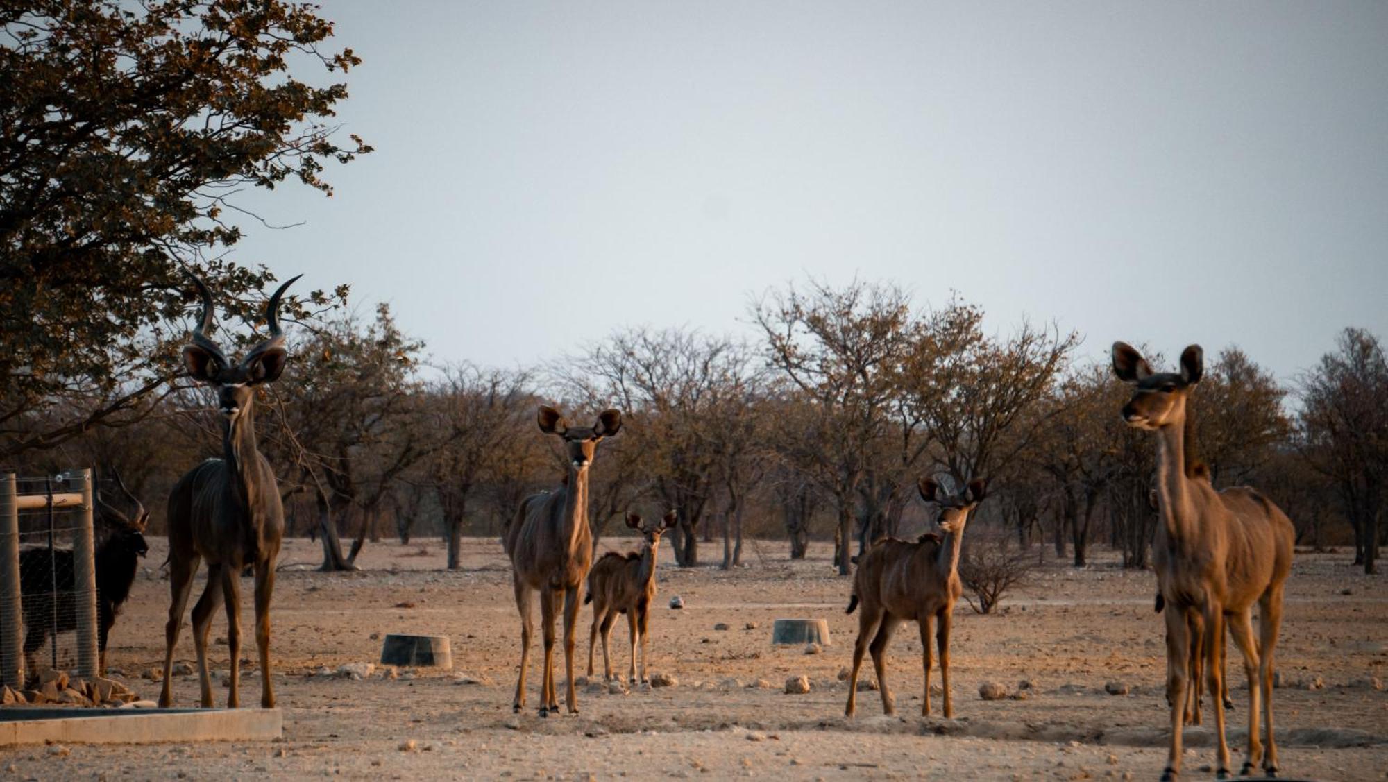 Ugab Game Farm & Lodge Vingerklip Esterno foto
